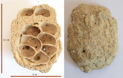 Réf. 189 005 : Delta unguiculatum
